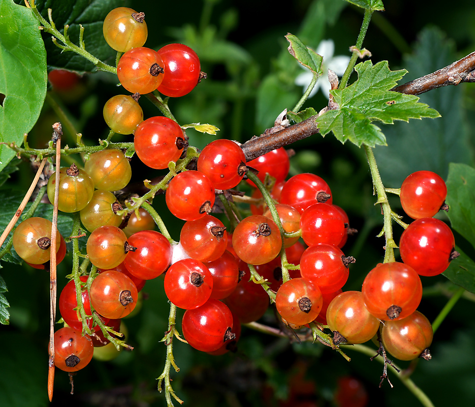 Image of Ribes rubrum specimen.