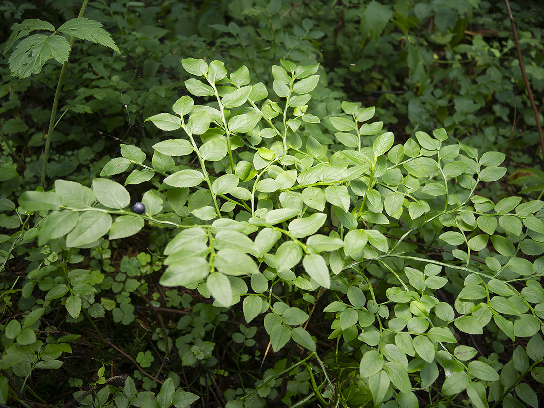 Image of Vaccinium myrtillus specimen.