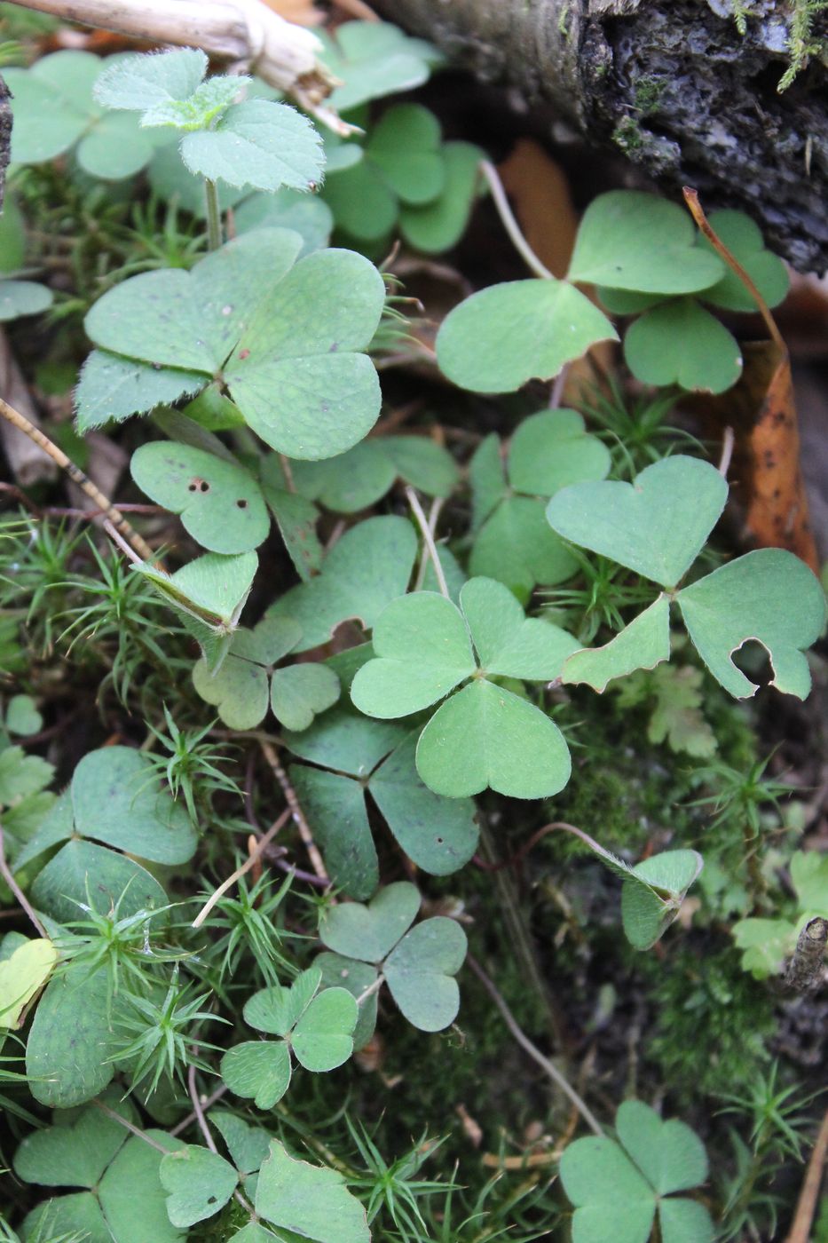 Изображение особи Oxalis acetosella.