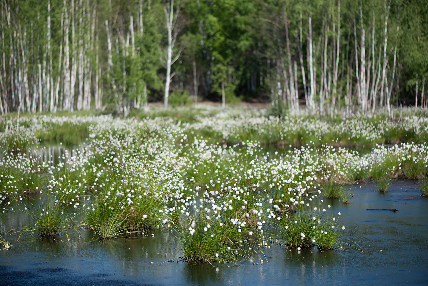 Изображение особи Eriophorum vaginatum.