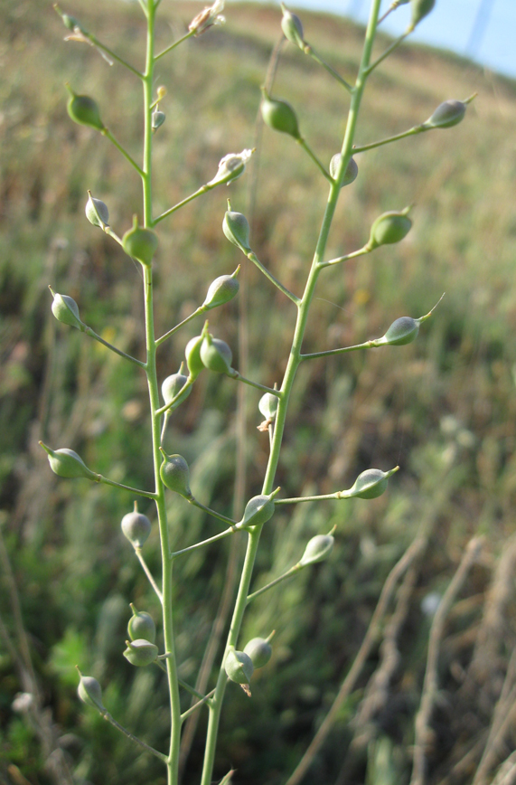 Image of Camelina rumelica specimen.