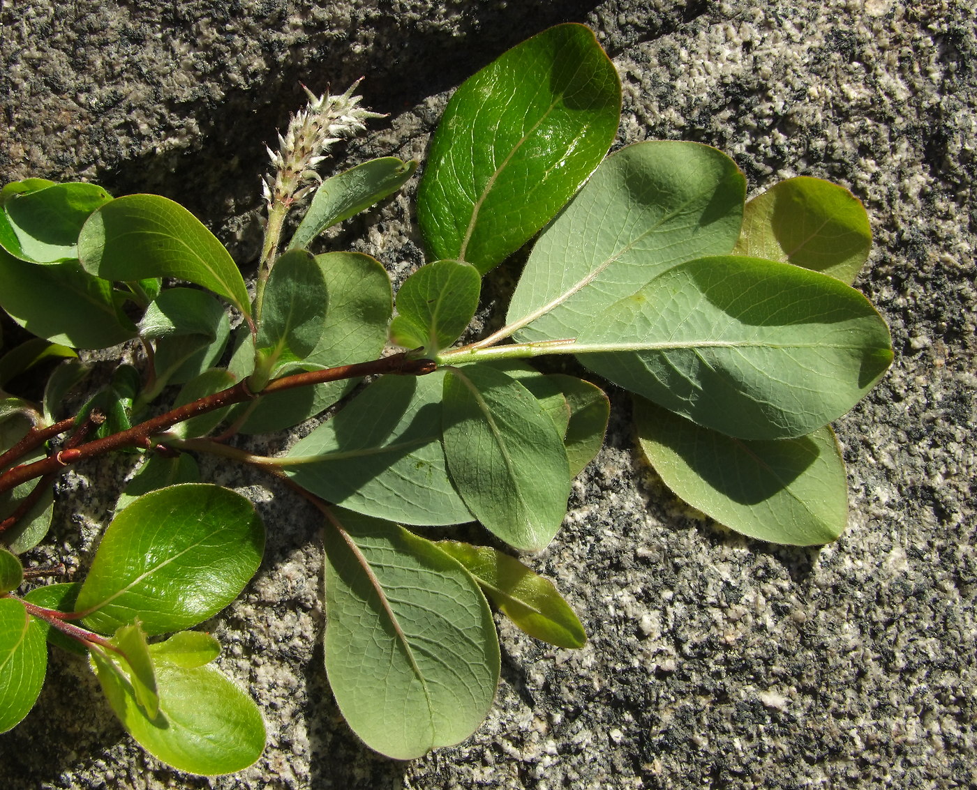 Image of Salix arctica specimen.