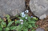 Myosotis alpestris