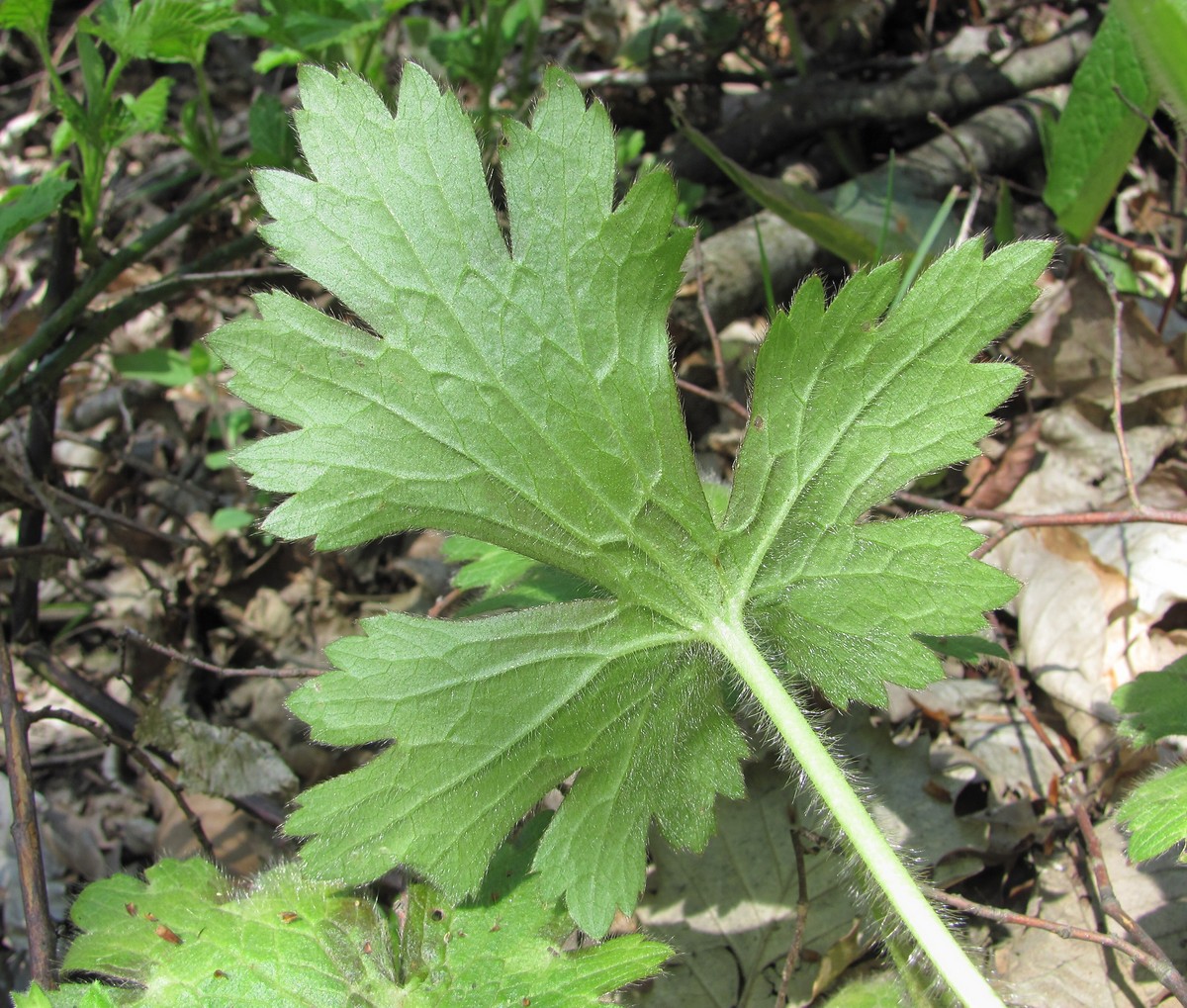 Image of Ranunculus villosus specimen.