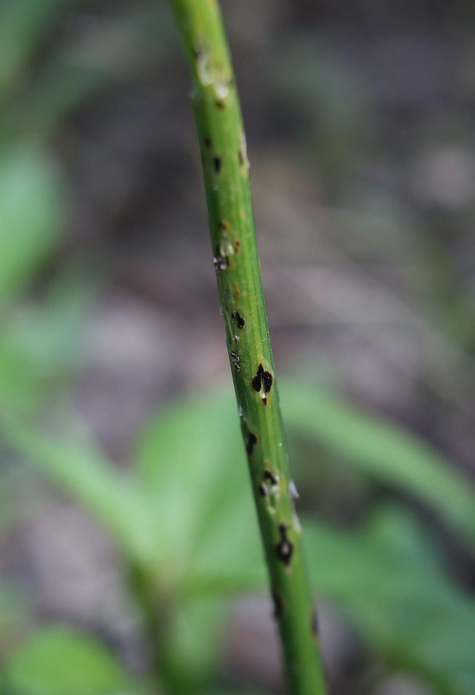 Image of Allium pallens ssp. coppoleri specimen.