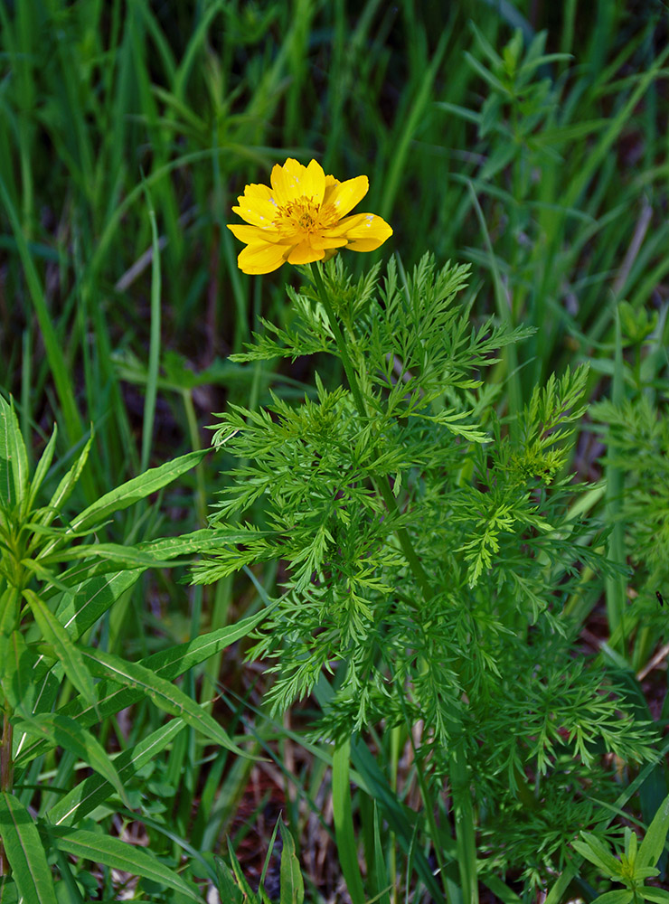 Image of Adonis apennina specimen.