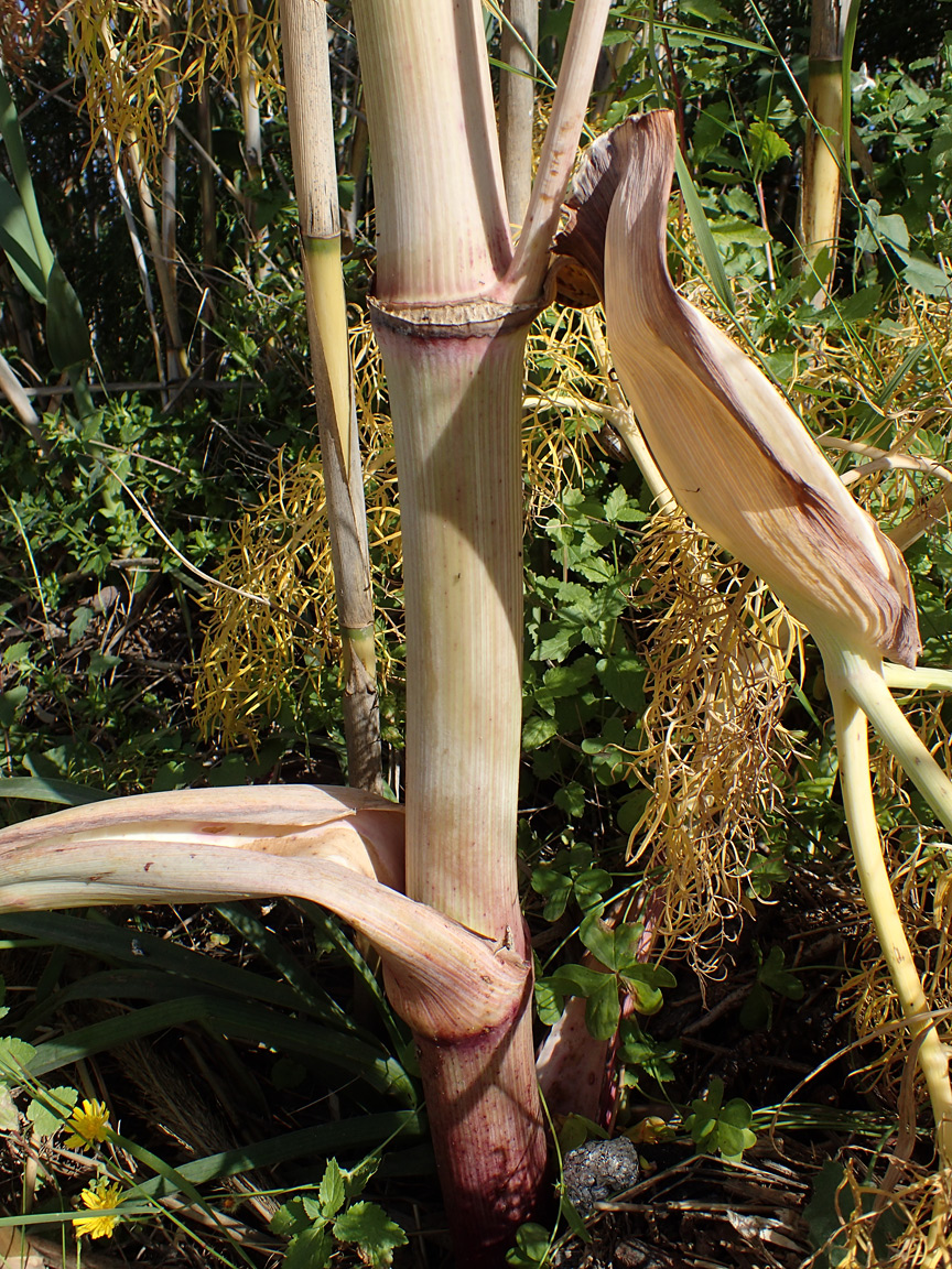 Изображение особи Ferula communis.