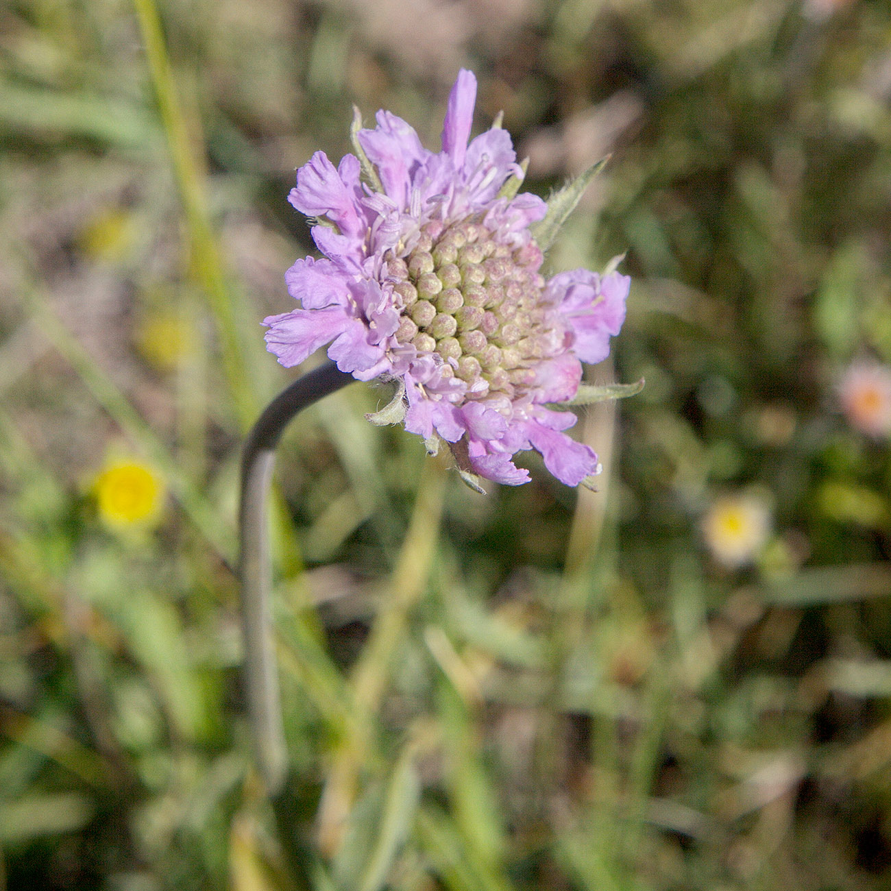 Изображение особи Lomelosia alpestris.