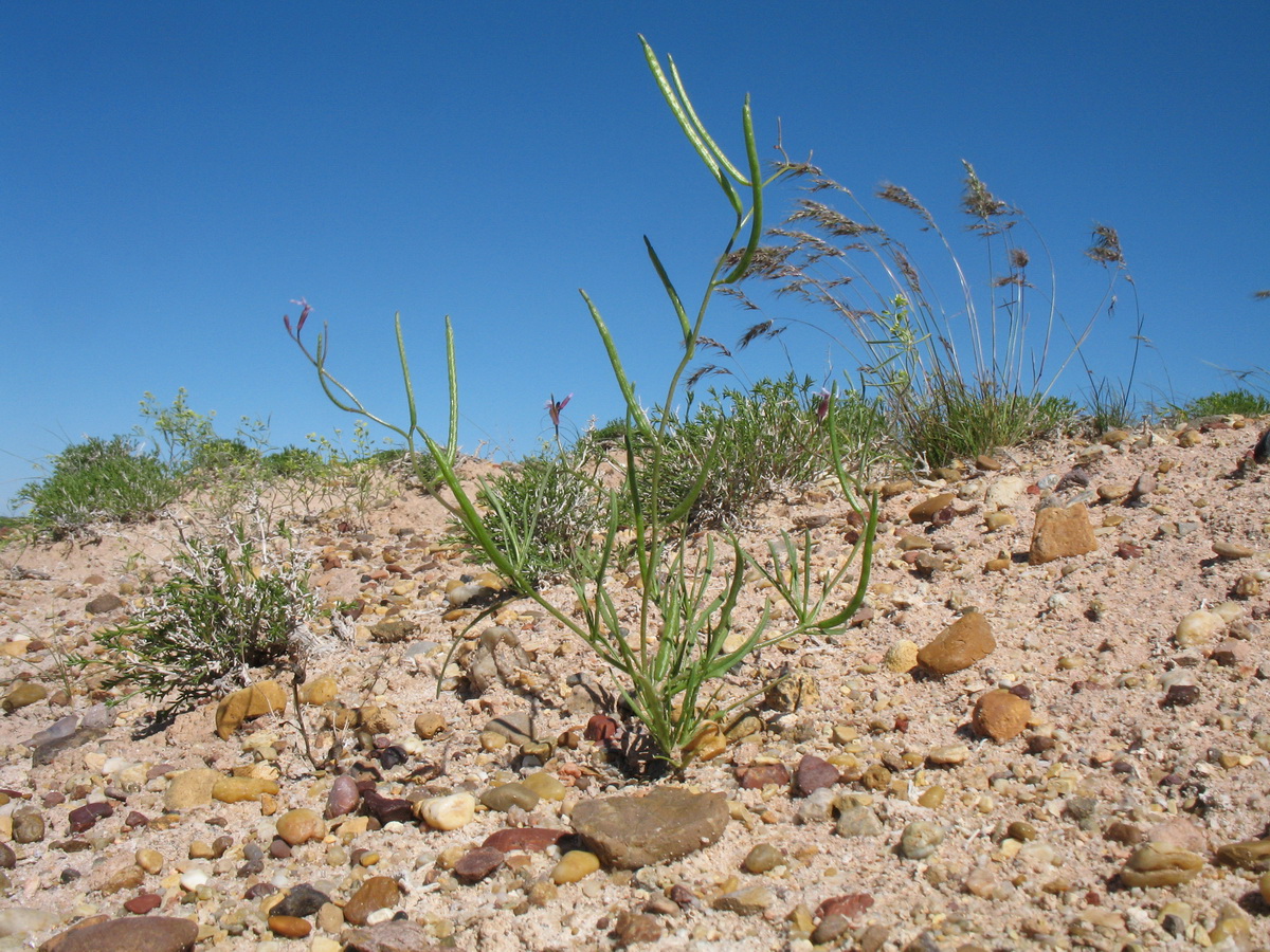 Image of Leptaleum filifolium specimen.