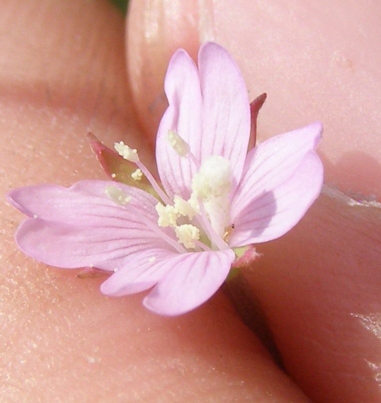 Image of Epilobium tetragonum specimen.