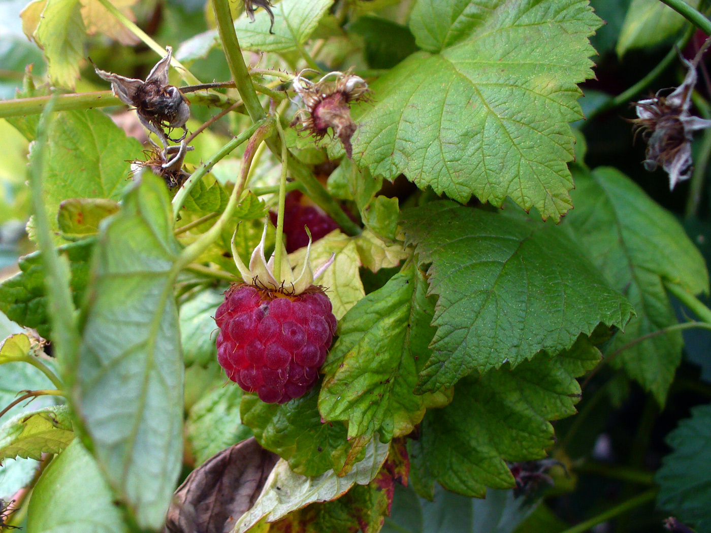 Изображение особи Rubus idaeus.