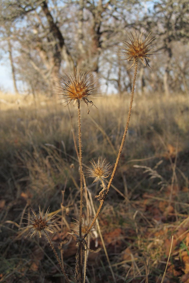 Image of Dipsacus strigosus specimen.