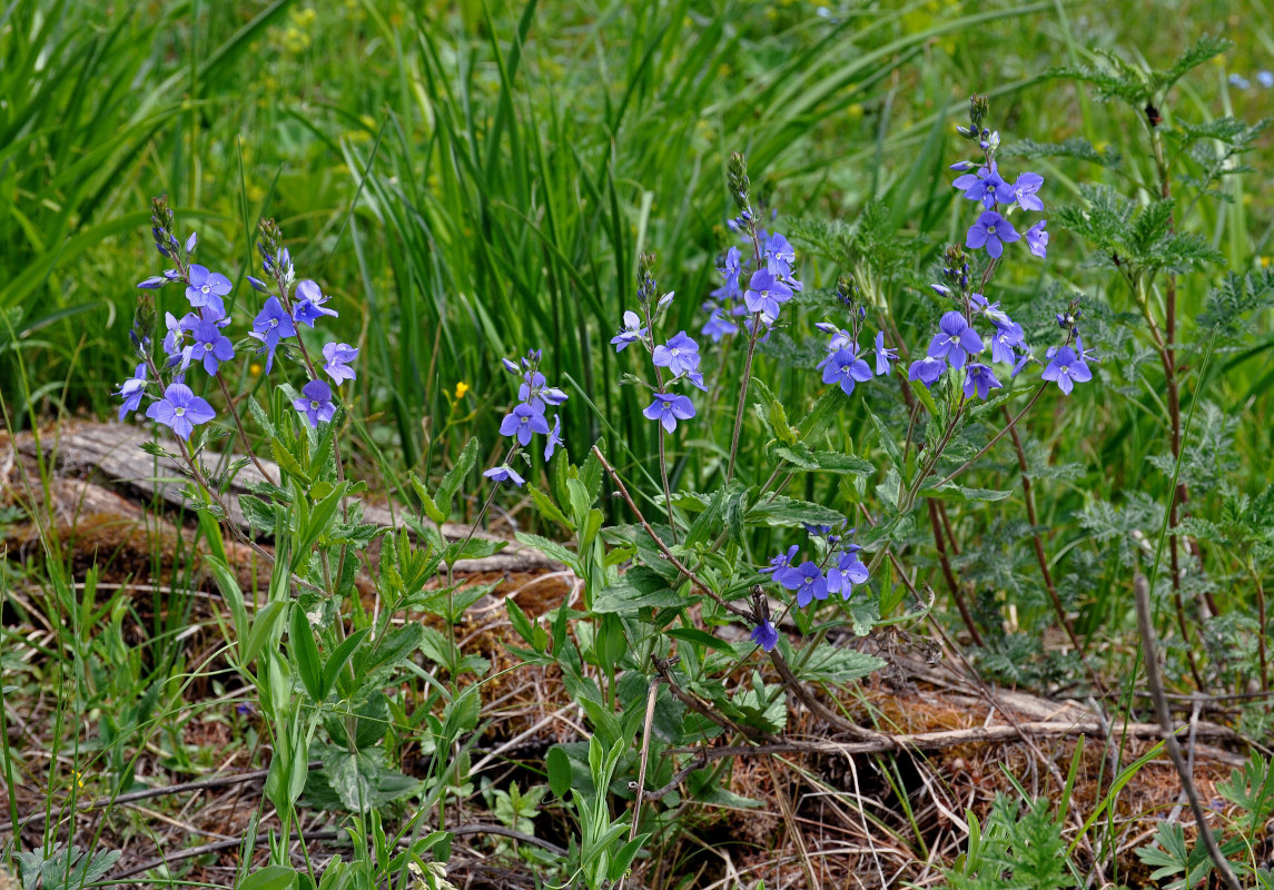 Image of Veronica krylovii specimen.