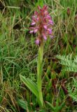 Anacamptis papilionacea subspecies schirwanica. Цветущее растение. Азербайджан, Баку, пос. Мардакян. 10.04.2010.