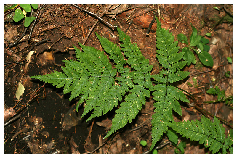 Изображение особи Dryopteris expansa.