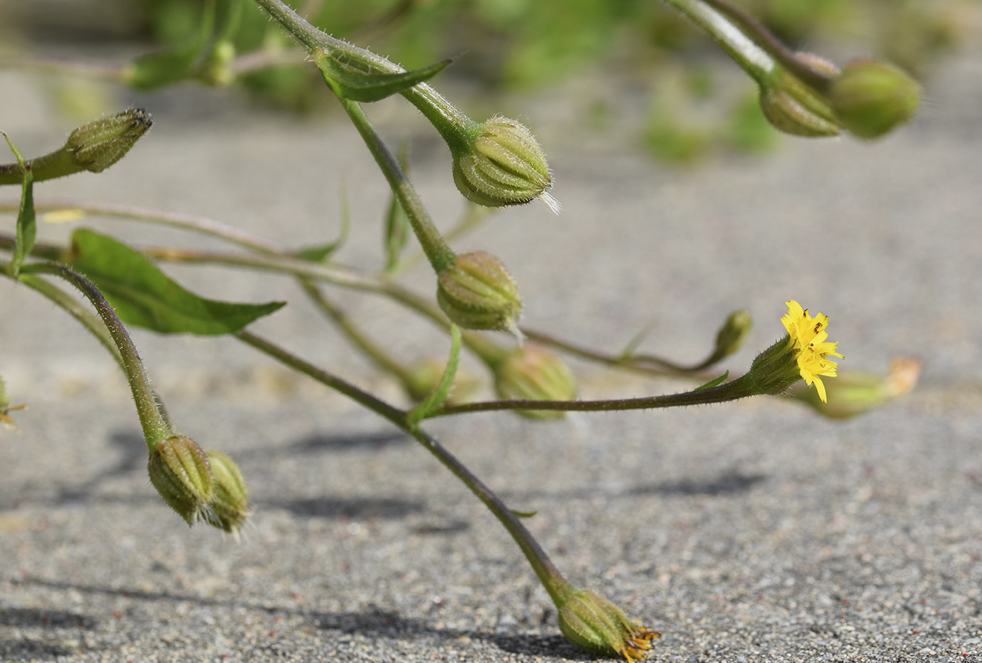 Изображение особи Hedypnois rhagadioloides.