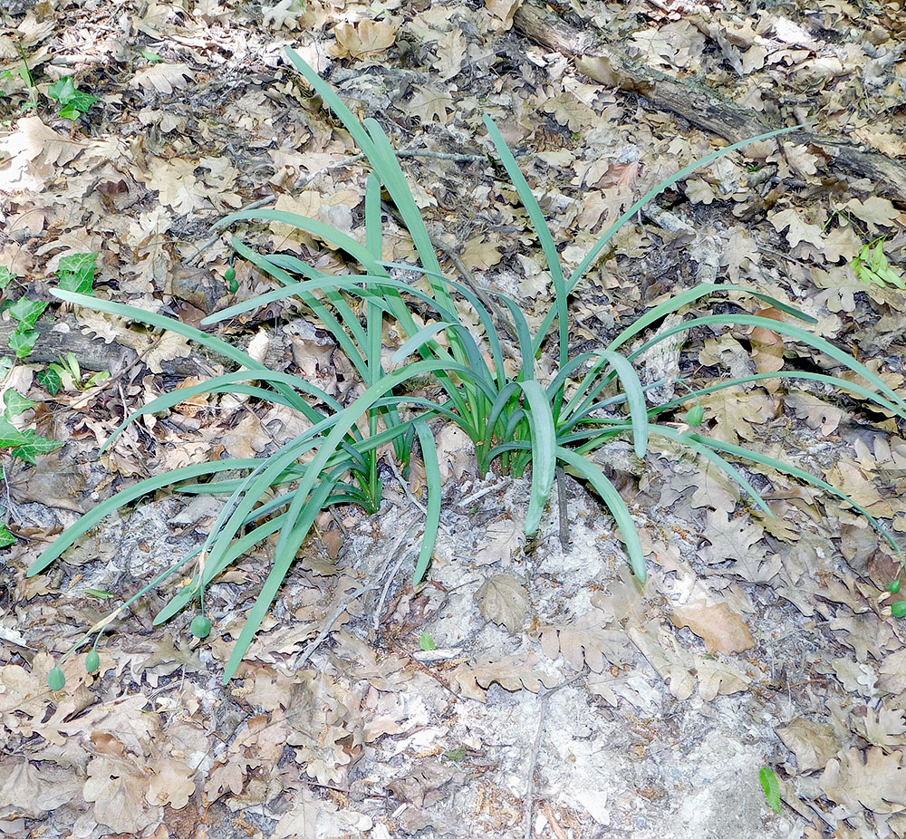 Image of Leucojum aestivum specimen.