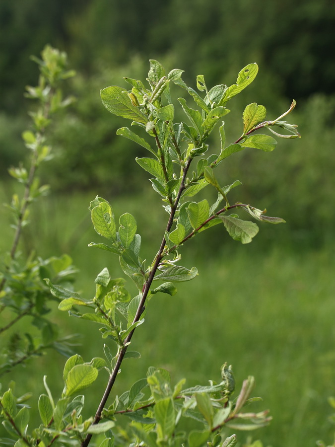 Изображение особи Salix aurita.