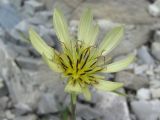 Tragopogon dubius. Соцветие. Краснодарский край, окр. г. Новороссийск, хр. Маркотх, каменистый берег ручья. 31.05.2020.