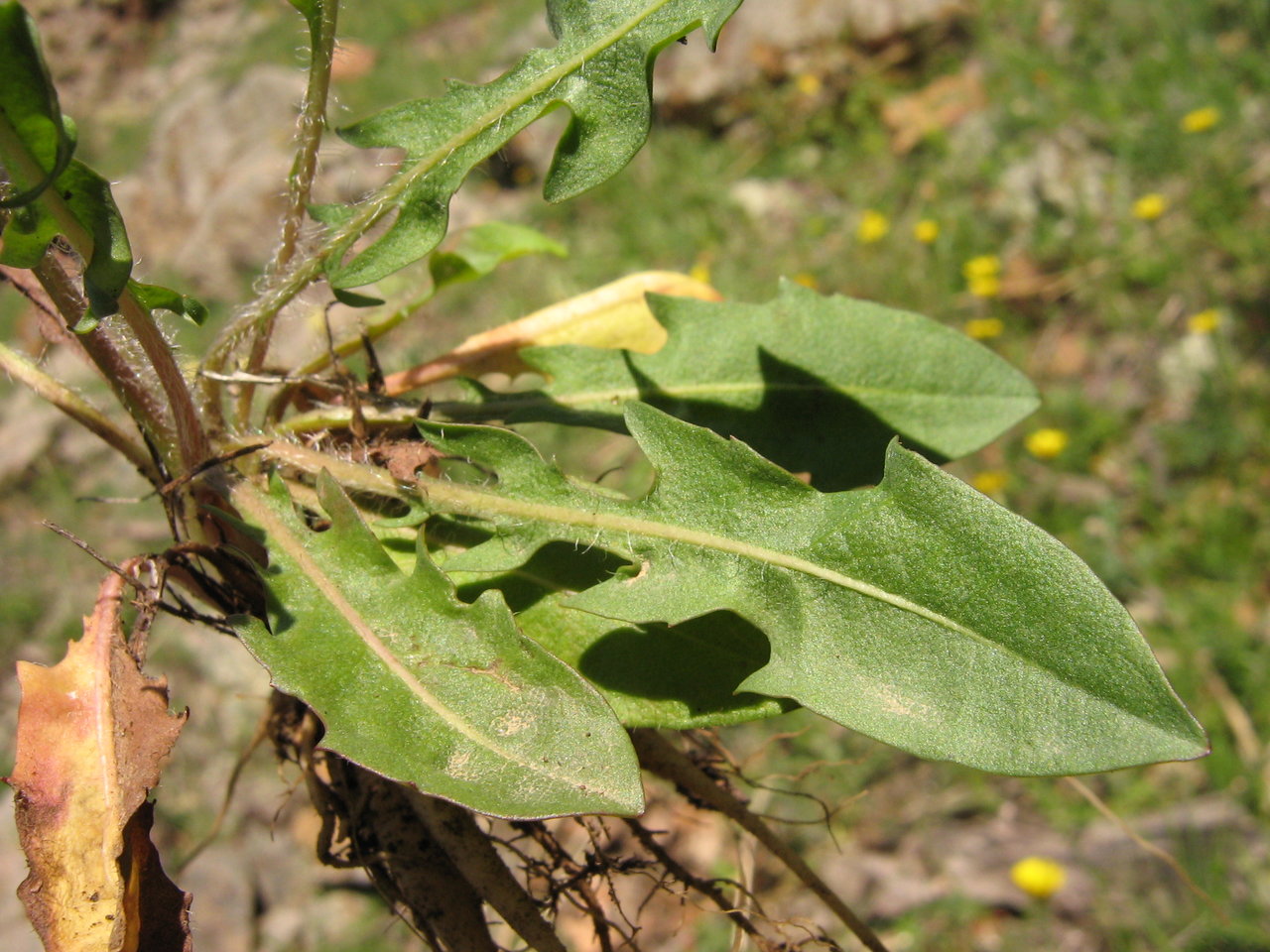 Изображение особи Scorzoneroides cichoriacea.