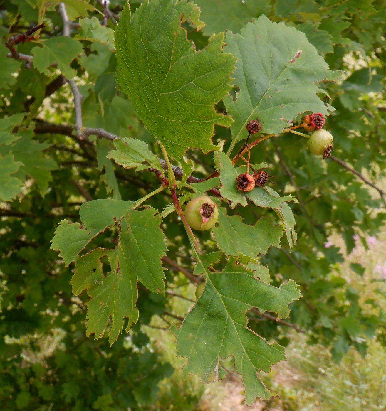 Image of Crataegus chlorocarpa specimen.