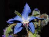 Borago officinalis