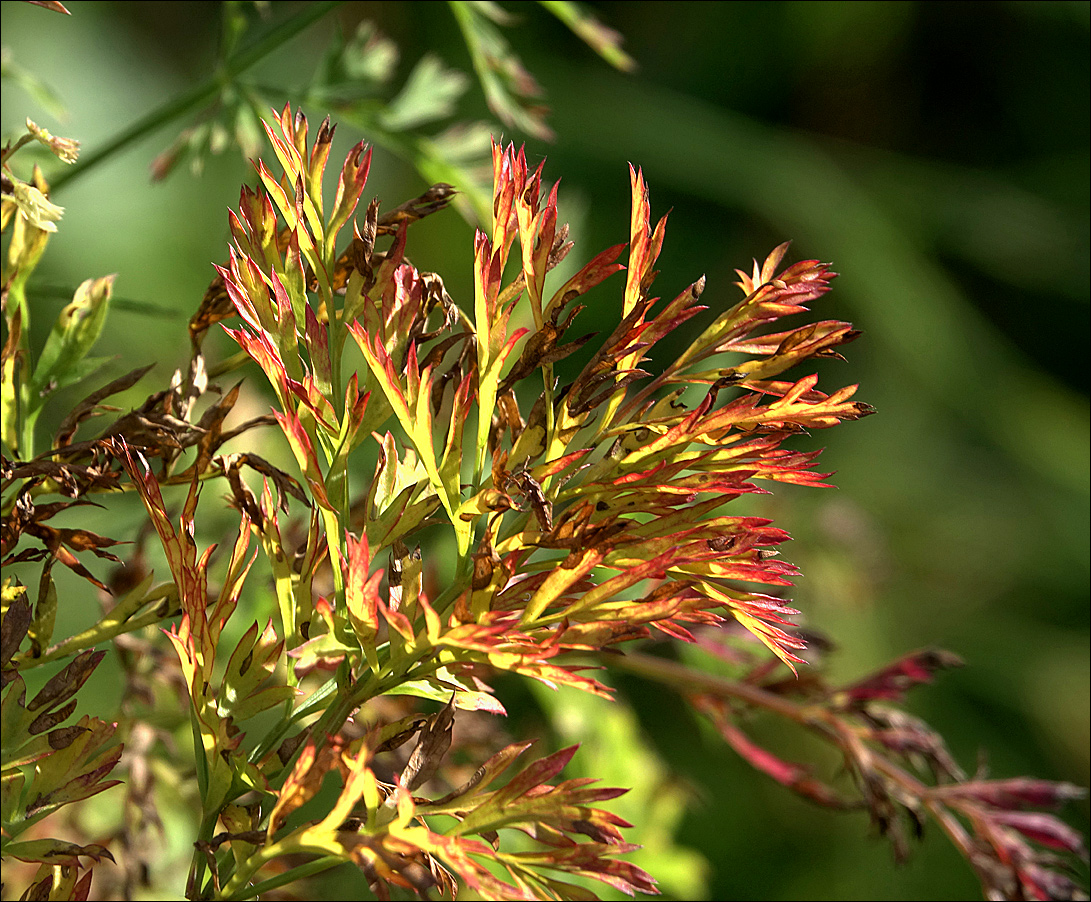 Image of Daucus sativus specimen.