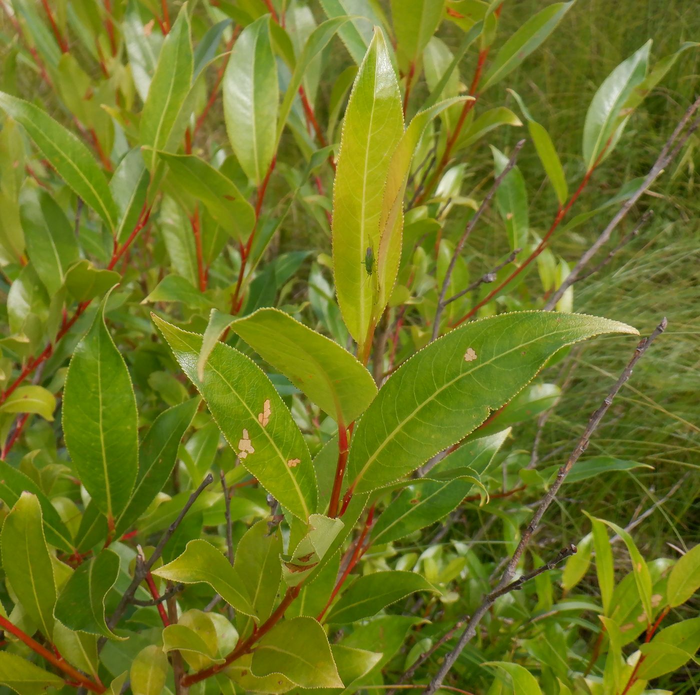 Image of Salix pentandra specimen.