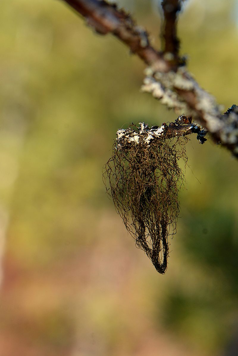 Image of Bryoria fuscescens specimen.