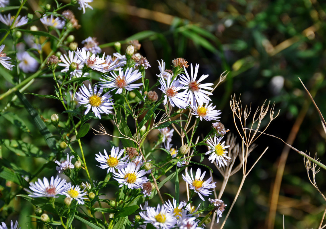 Изображение особи Symphyotrichum novi-belgii.