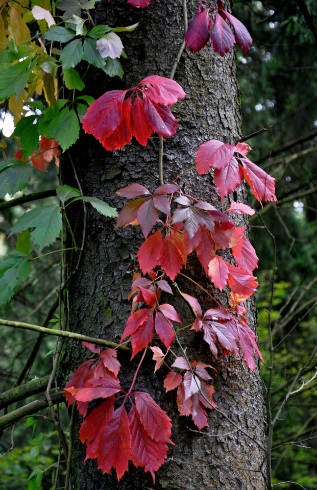 Изображение особи Parthenocissus quinquefolia.