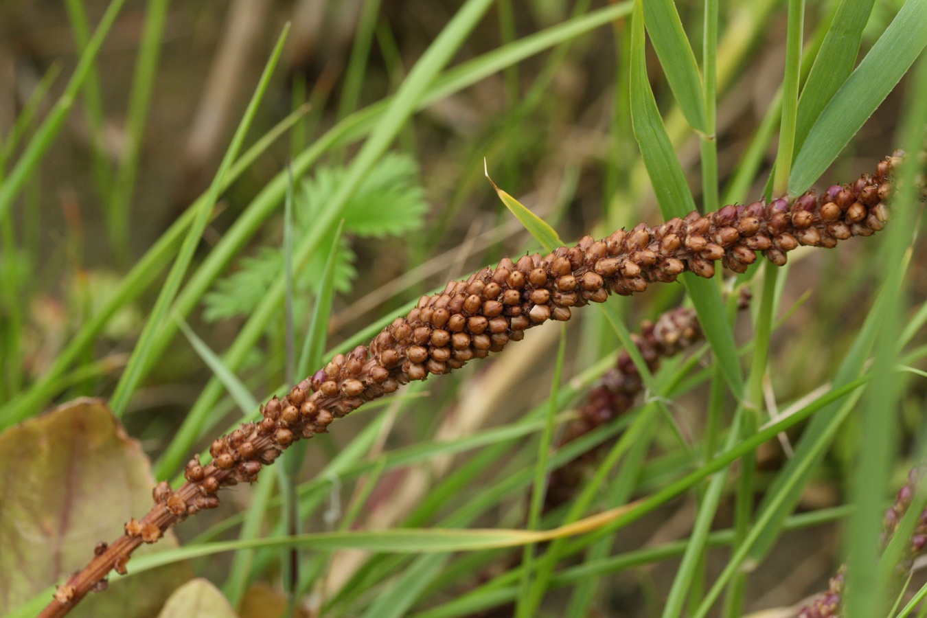 Image of Plantago uliginosa specimen.