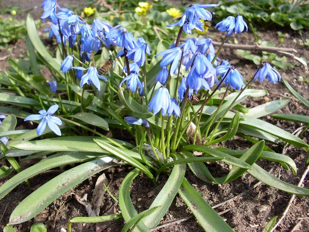 Изображение особи Scilla siberica.