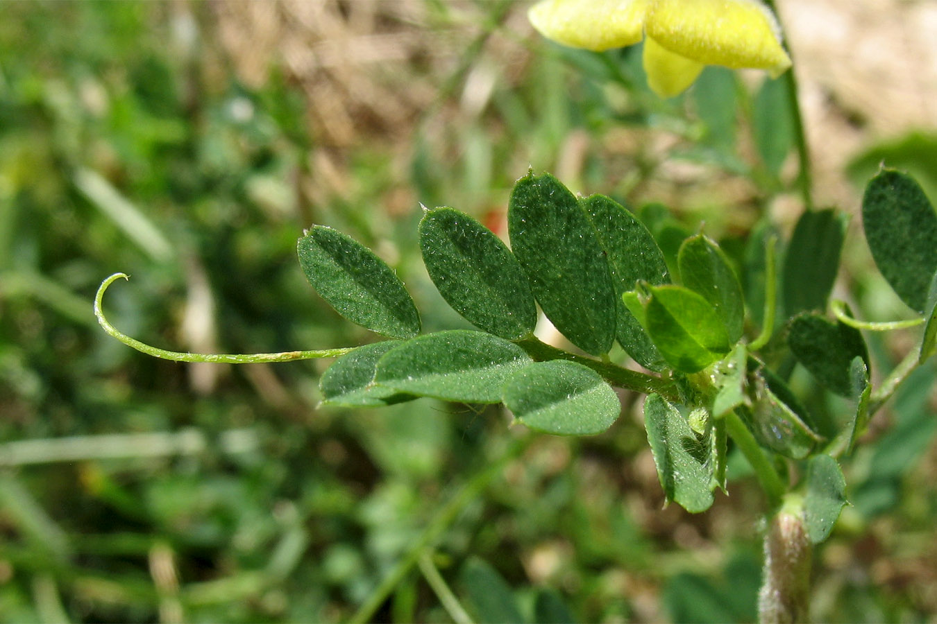 Изображение особи Vicia hybrida.