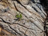 Knautia integrifolia. Извлечённое из земли цветущее растение. Греция, Эгейское море, о. Сирос, окр. пос. Вари (Βάρη), вост. берег зал. Вари, незастроенный каменистый холм. 19.04.2021.