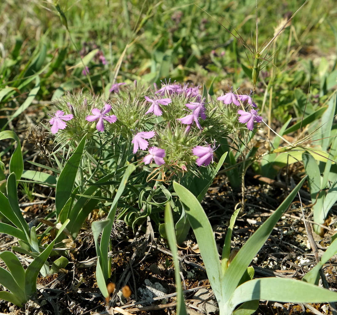 Image of Dianthus pseudarmeria specimen.