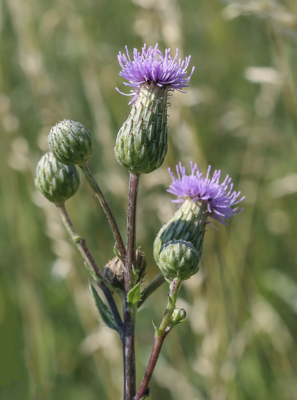 Image of Cirsium canum specimen.