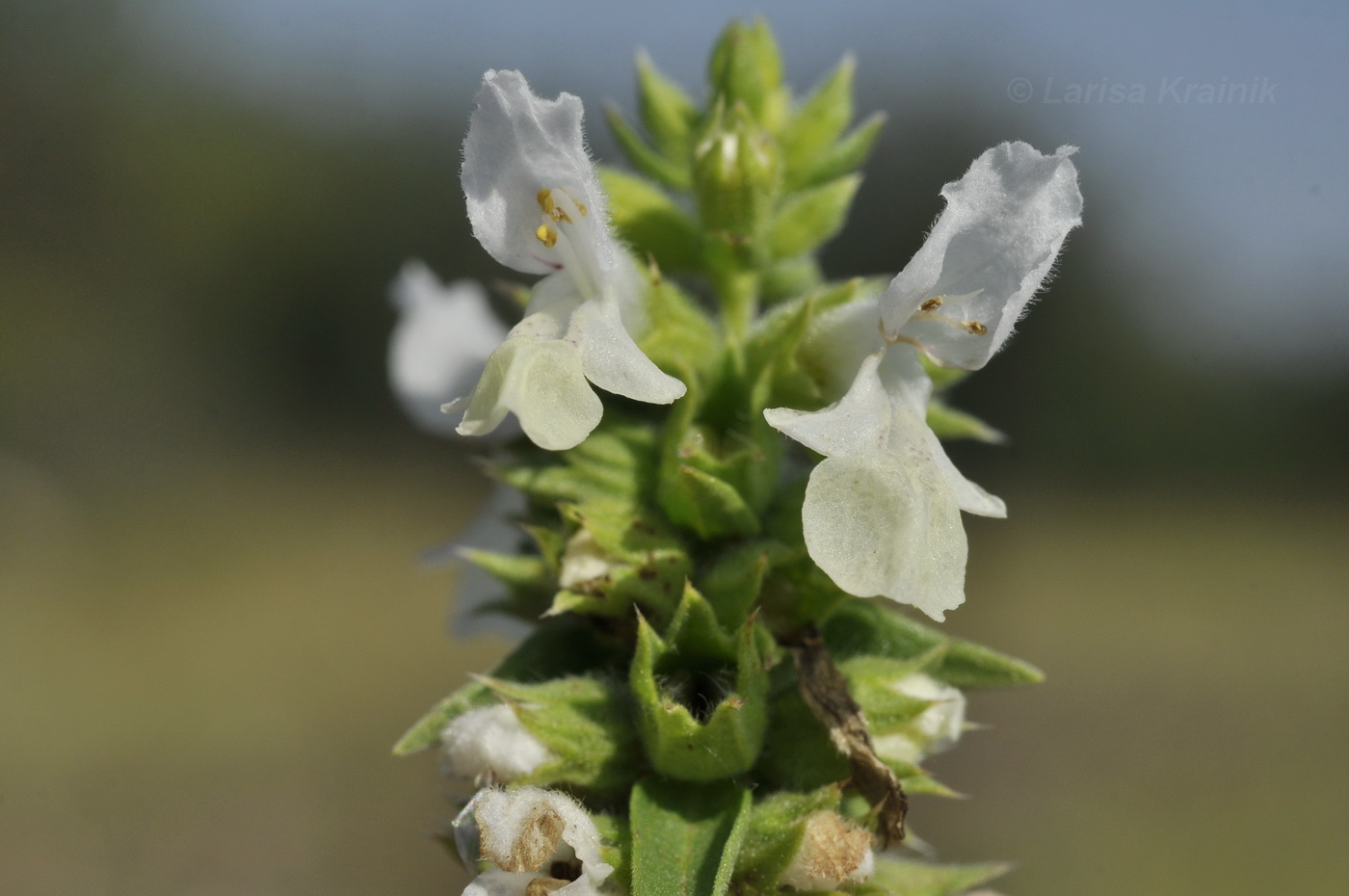 Image of Stachys annua specimen.