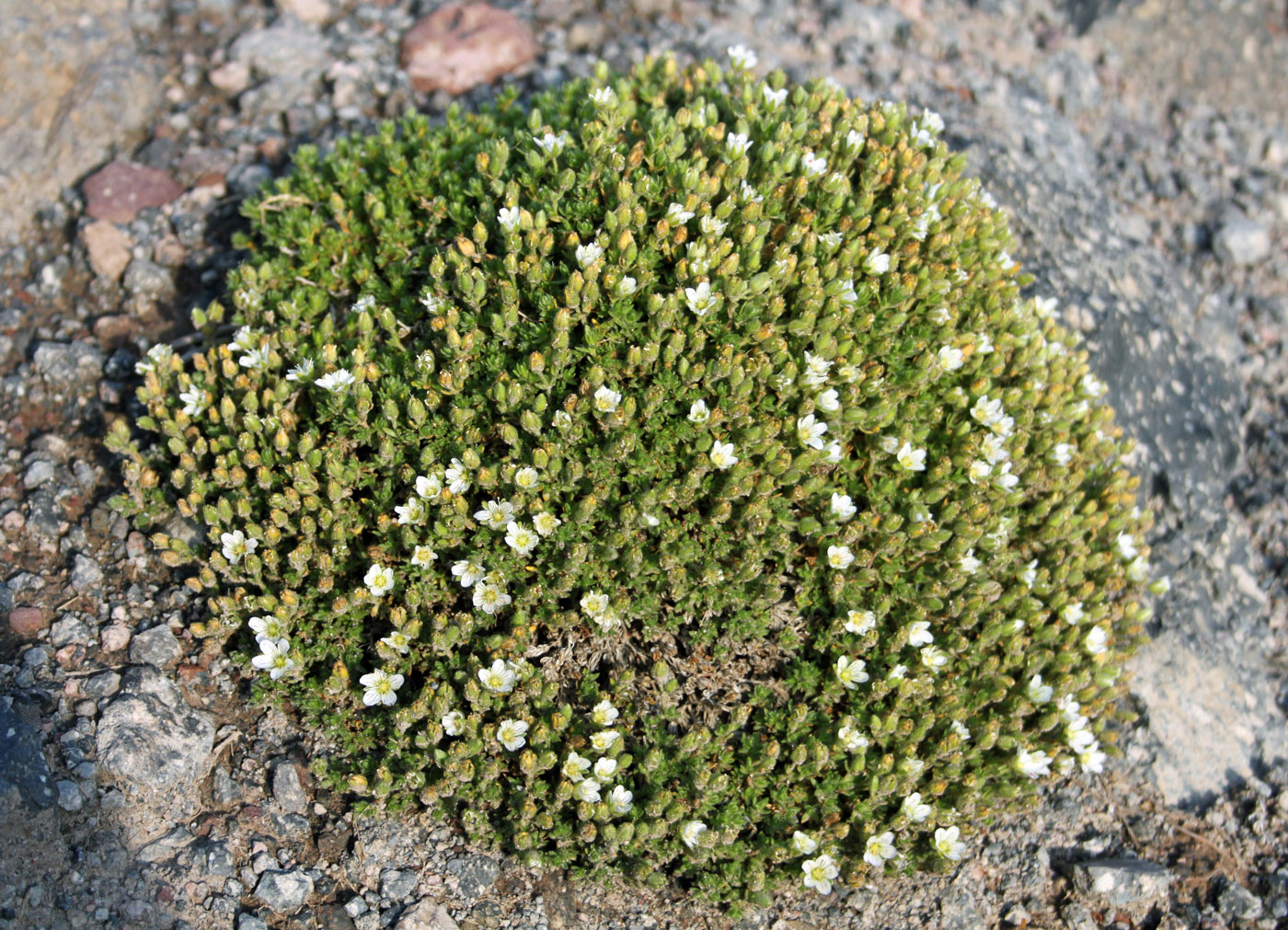 Image of Minuartia inamoena specimen.