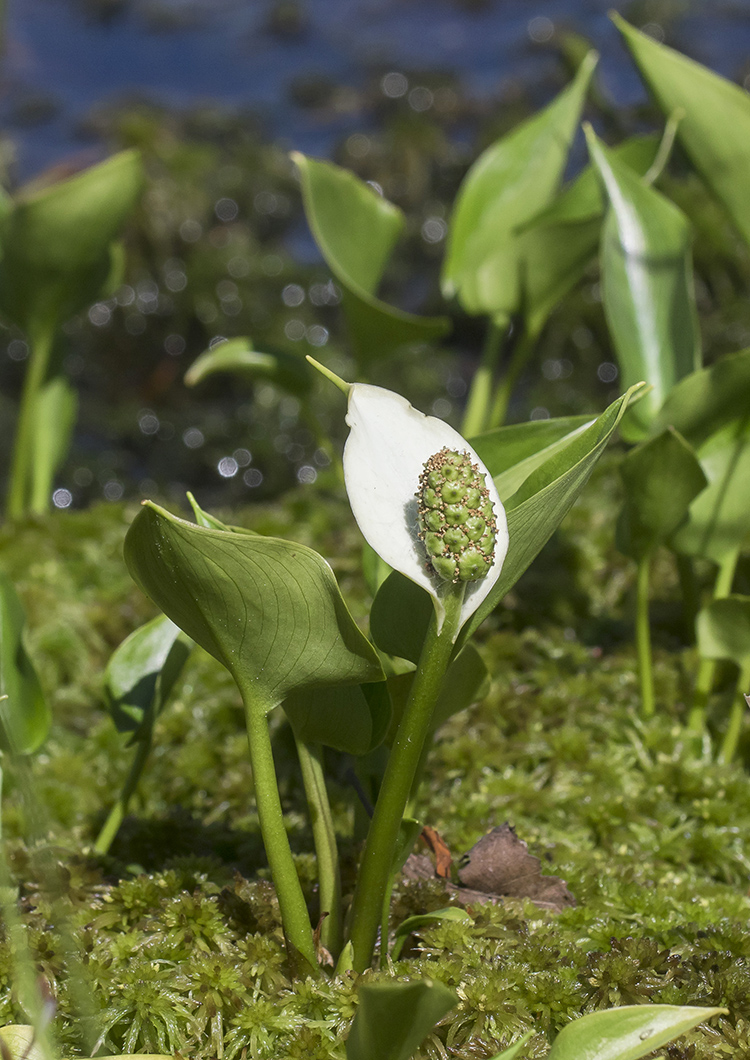 Image of Calla palustris specimen.