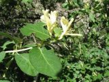 Lonicera nummulariifolia. Верхушка побега с соцветиями. Южный Казахстан, Сырдарьинский Каратау, Юго-Восточный Каратау, горы Улькен-Актау, каньон р. Шабакты, край тугая. 22 мая 2021 г.