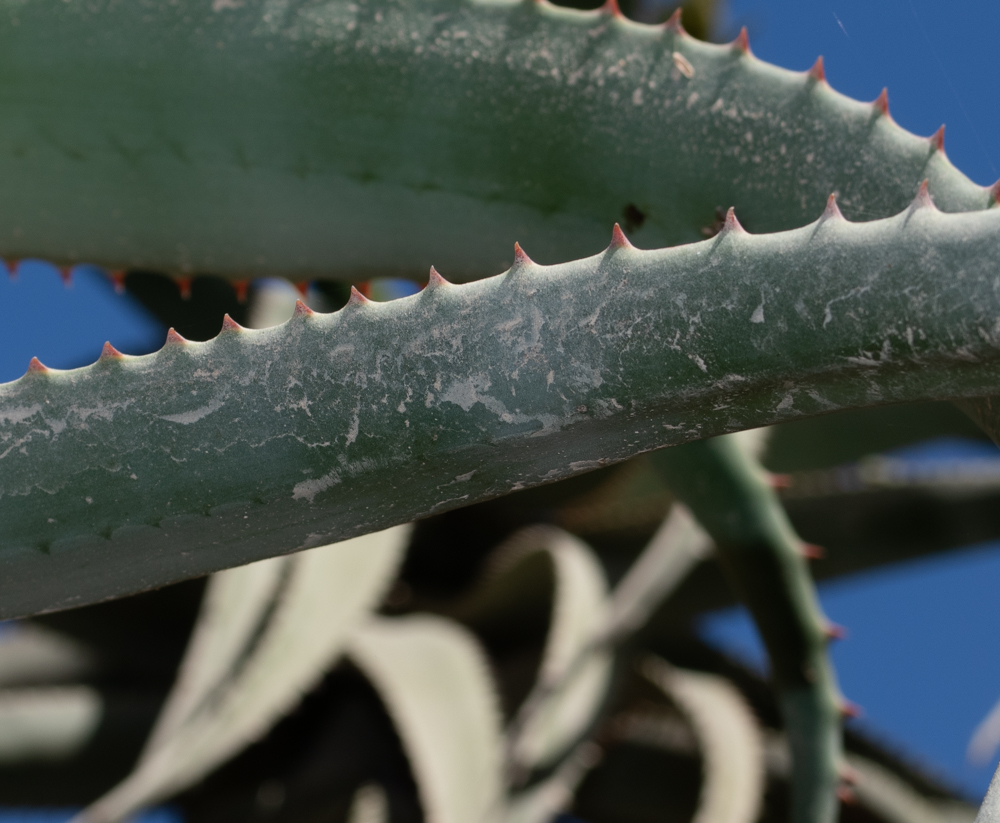 Image of Aloe africana specimen.