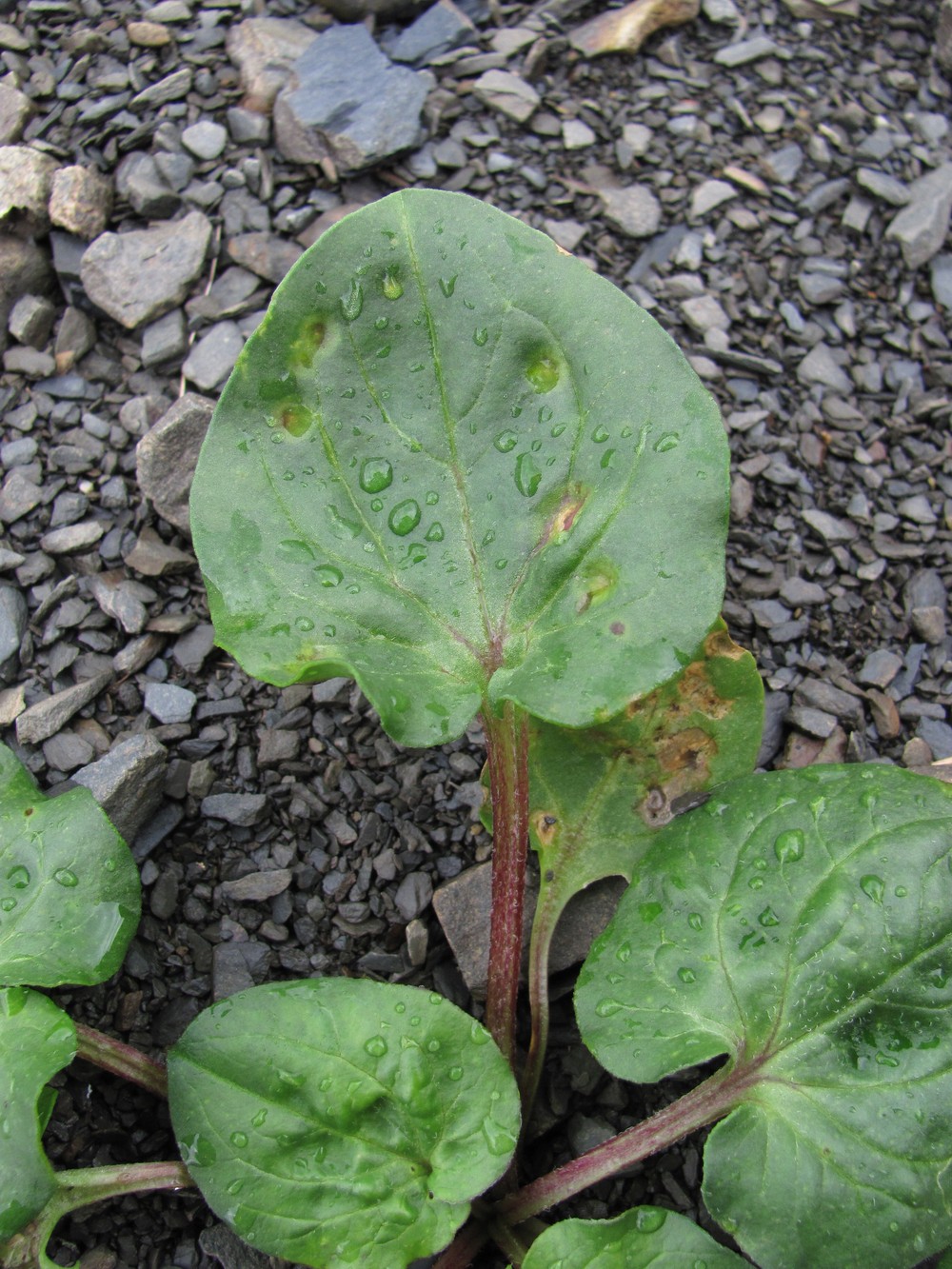 Image of Oberna lacera specimen.