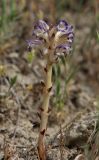 Orobanche cernua. Цветущее растение (паразитирует на Artemisia sp.). Дагестан, Табасаранский р-н, окр. с. Гелинбатан, остепнённый склон. 5 мая 2022 г.