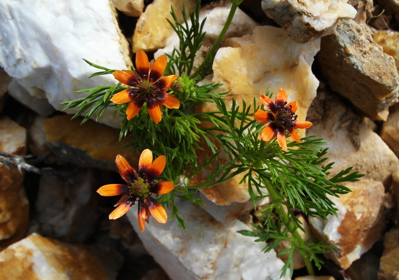 Image of Adonis parviflora specimen.