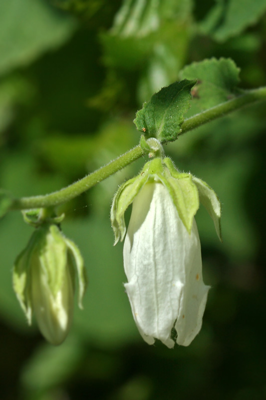 Image of Campanula transcaucasica specimen.