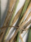 Bromus japonicus