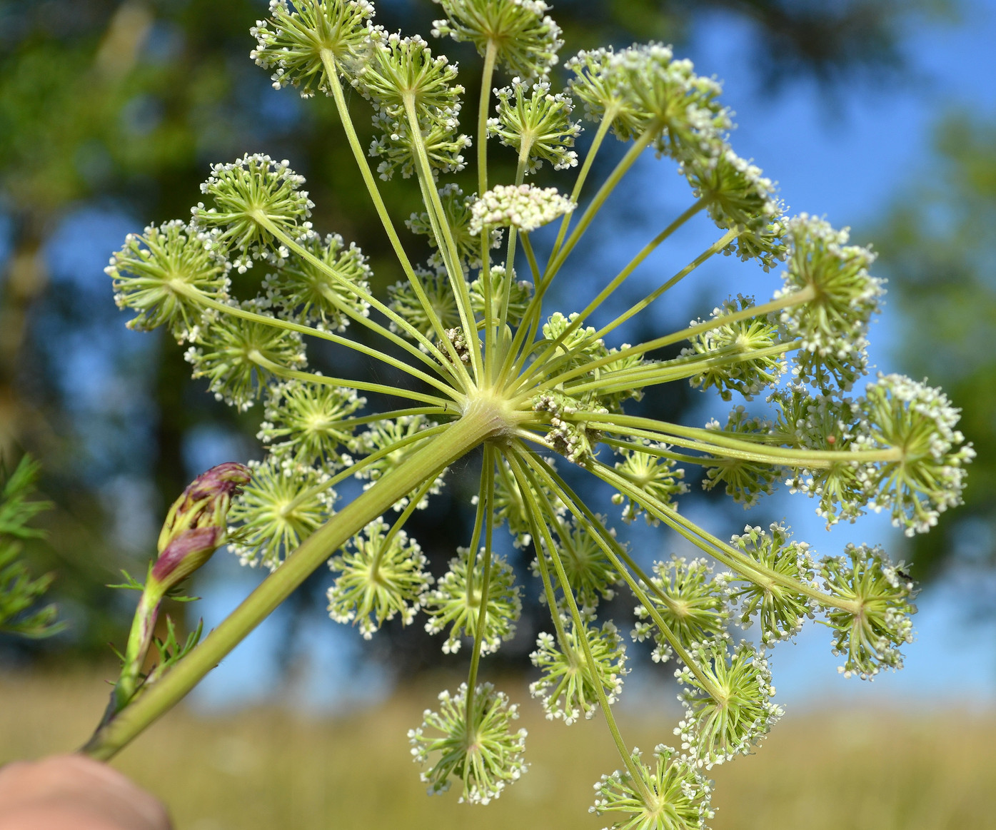 Image of Seseli annuum specimen.