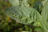 Смотреть изображение Asyneuma campanuloides