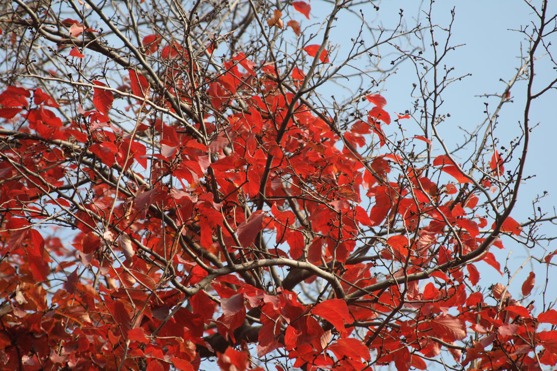 Изображение особи Parrotia persica.